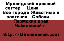 Ирландский красный сеттер. › Цена ­ 30 000 - Все города Животные и растения » Собаки   . Пермский край,Чайковский г.